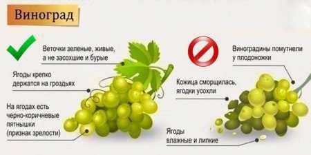 6 шкідливих властивостей винограду для організму людини