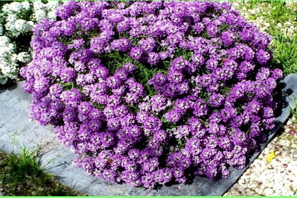 Алиссум выращивание из семян когда сажать на рассаду Фото, видео