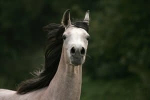 Арабська порода коней