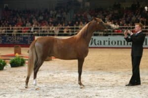 Арабська порода коней