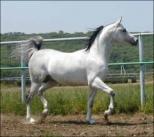 Арабська порода коней