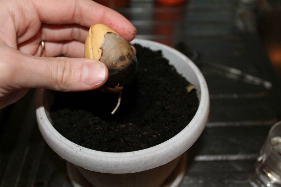 Авокадо из косточки в домашних условиях выращивание и уход Фото Видео