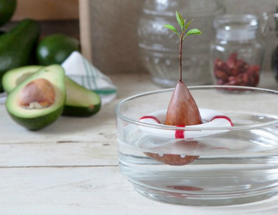 Авокадо из косточки в домашних условиях выращивание и уход Фото Видео