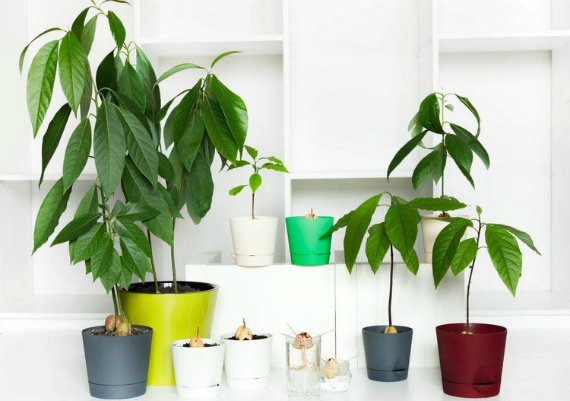 Авокадо из косточки в домашних условиях выращивание и уход Фото Видео