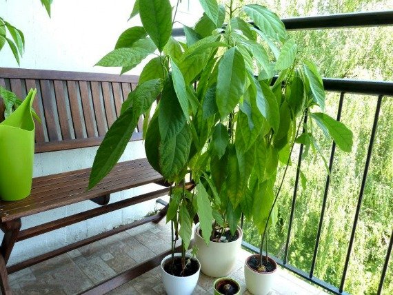 Авокадо из косточки в домашних условиях выращивание и уход Фото Видео