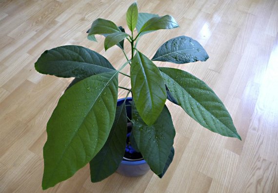 Авокадо из косточки в домашних условиях выращивание и уход Фото Видео