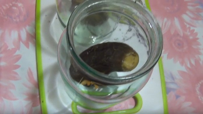 Баклажаны на зиму: лучшие рецепты по-армянски