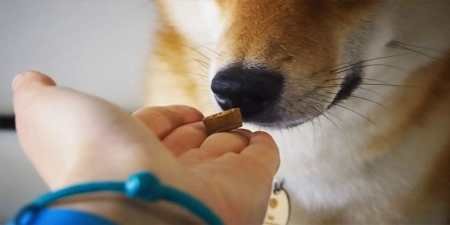 Бравекто від кліщів: інструкція та відгуки