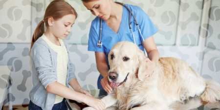 Цамакс для собак — ветеринарний препарат