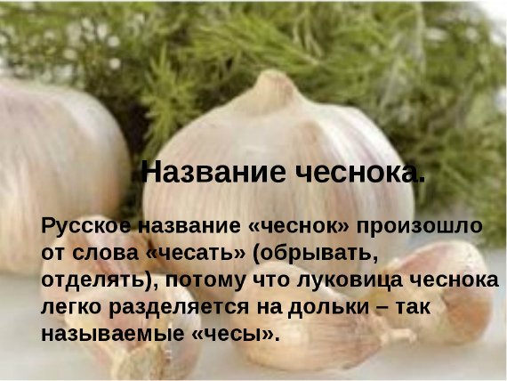 Чеснок: полезные свойства и противопоказания Для женщин Для мужчин Суточная доза Рецепты