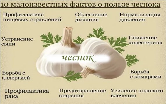 Чеснок: полезные свойства и противопоказания Для женщин Для мужчин Суточная доза Рецепты