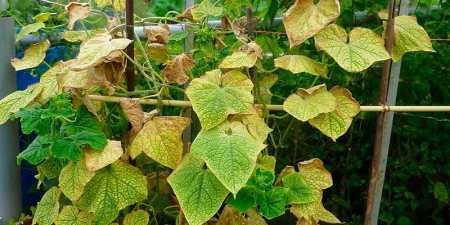 Чим обприскати огірки від попелиці: розчини для захисту рослини