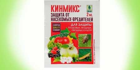 Чим обприскати огірки від попелиці: розчини для захисту рослини