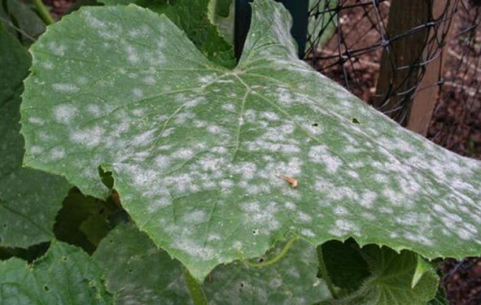 Чим обробити огірки від хвороб і шкідників: народні засоби