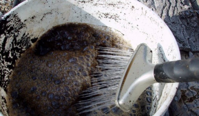 Чим обробити огірки від хвороб і шкідників: народні засоби