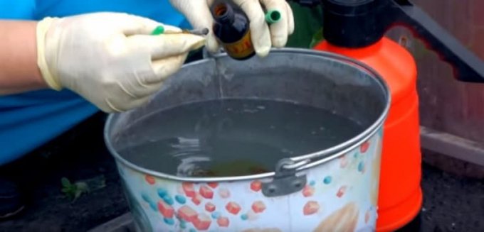 Чим обробити огірки від хвороб і шкідників: народні засоби