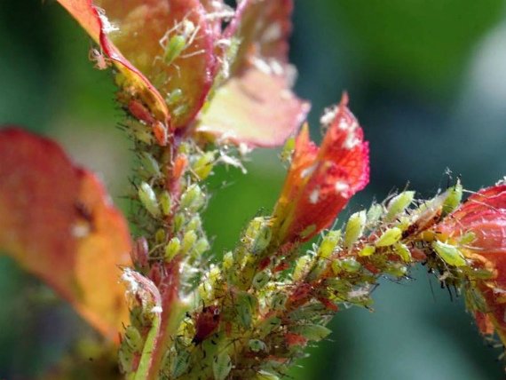 Чем обработать розы от тли народными средствами Чем опрыскать Фото Видео