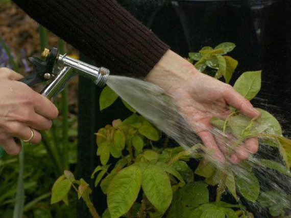 Чем обработать розы от тли народными средствами Чем опрыскать Фото Видео