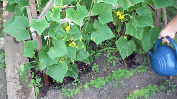 Чим підгодувати огірки у відкритому ґрунті для зростання