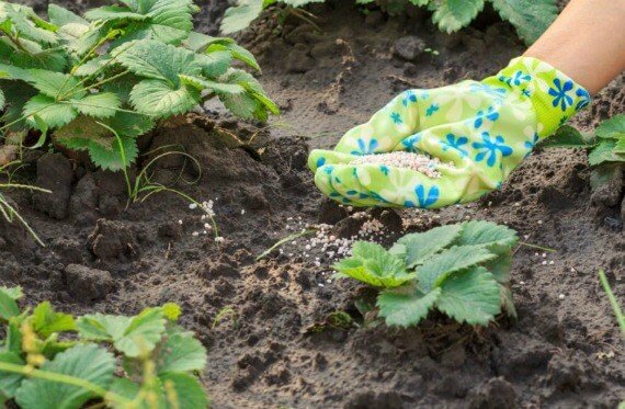 Підживлення полуниці навесні: секрети щедрого врожаю (Фото, Відео)