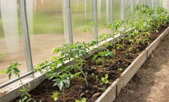 Оптимальні добрива для першого підживлення помідорів у теплиці після висадки