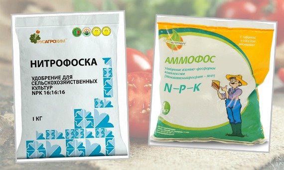 Почему не завязывается цветная капуста в открытом грунте Что делать Фото Видео