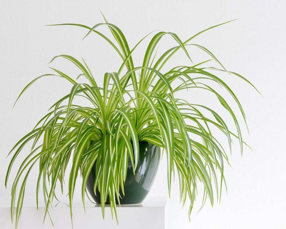 Ці кімнатні квіти сприяють підтриманню чистоти у квартирі