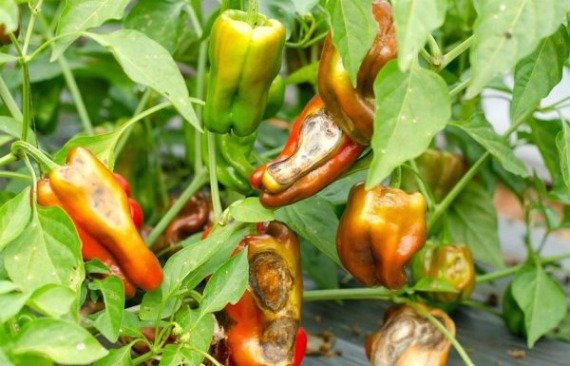 Уход за перцем в открытом грунте от посадки до урожая с видео