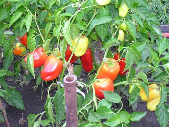 Уход за перцем в открытом грунте от посадки до урожая с видео