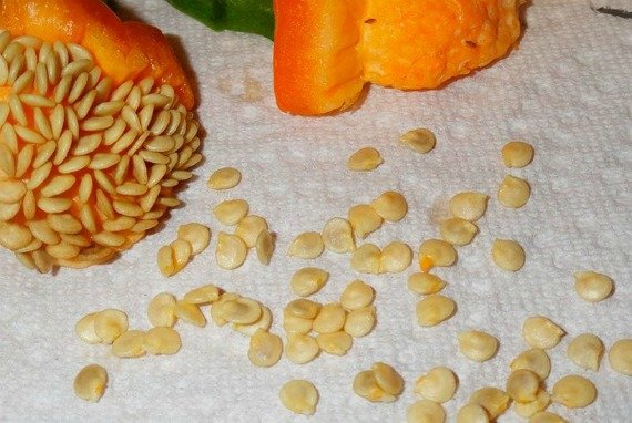 Уход за перцем в открытом грунте от посадки до урожая с видео