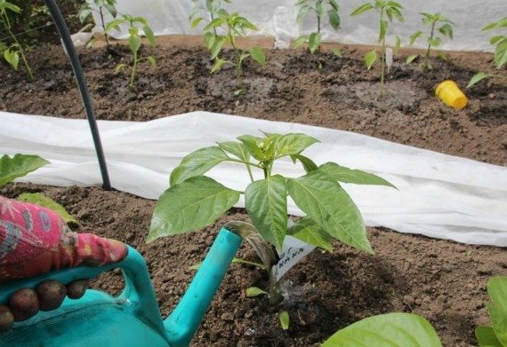 Уход за перцем в открытом грунте от посадки до урожая с видео