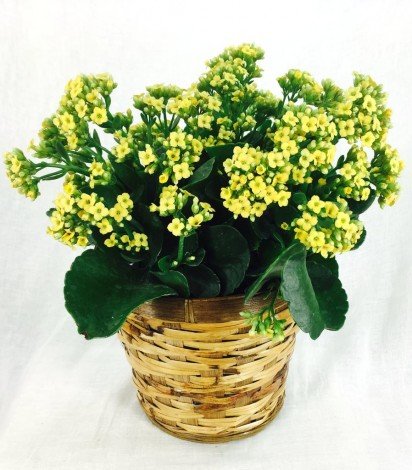 Домашнє каланхое квітуче: як доглядати, щоб рослина зацвіла?