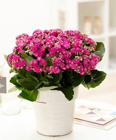 Домашнє каланхое квітуче: як доглядати, щоб рослина зацвіла?