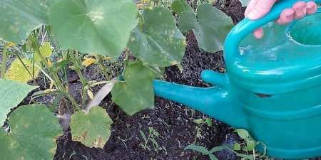 Дріжджова підгодівля для огірків: як приготувати добриво