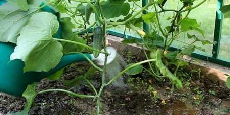 Дріжджова підгодівля для огірків: як приготувати добриво