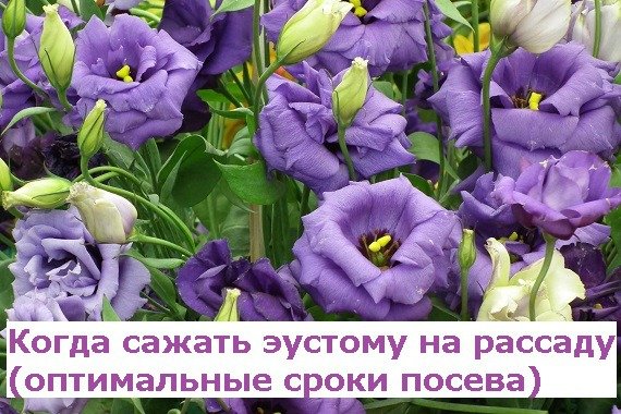 Эустома: выращивание из семян, когда сажать на рассаду Видео
