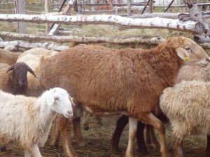 Едільбаєвські вівці: символ степів Казахстану та їх унікальні риси