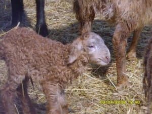 Гордість степів Казахстану - Едільбаєвськая порода овець