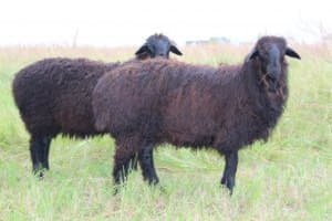Гордість степів Казахстану - Едільбаєвськая порода овець