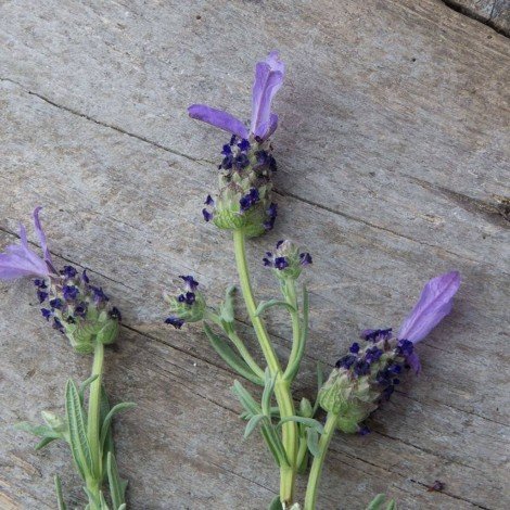 Харчова моль: опис, причини появи та методи боротьби