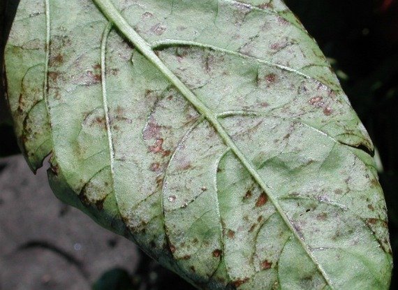 Болезни и вредители сладкого перца и борьба с ними фото, способы лечения