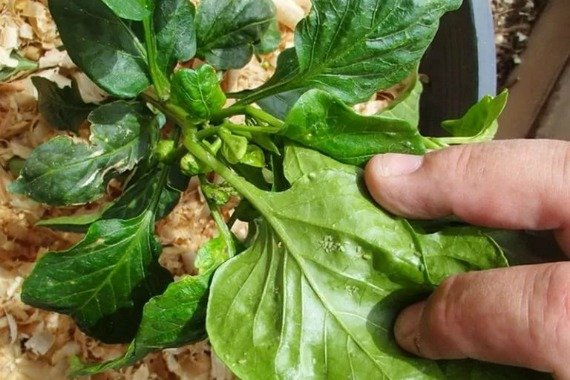 Болезни и вредители сладкого перца и борьба с ними фото, способы лечения