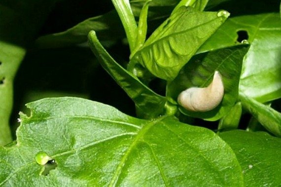 Болезни и вредители сладкого перца и борьба с ними фото, способы лечения