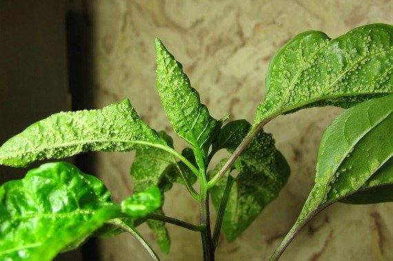 Болезни и вредители сладкого перца и борьба с ними фото, способы лечения