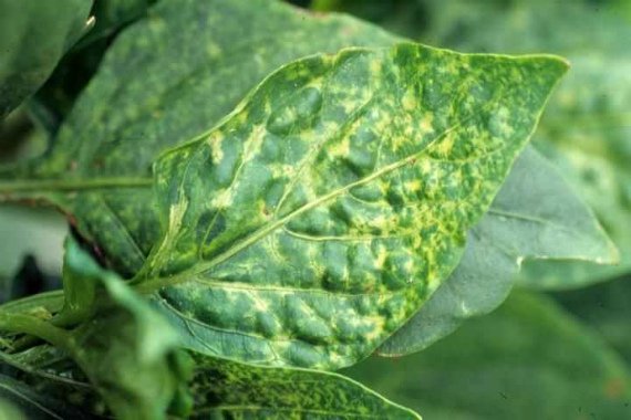 Болезни и вредители сладкого перца и борьба с ними фото, способы лечения
