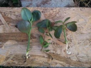 Каланхое: вирощування і догляд в домашніх умовах