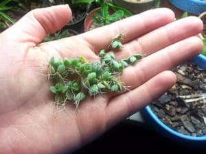 Каланхое: вирощування і догляд в домашніх умовах