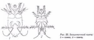 Каланхое: вирощування і догляд в домашніх умовах