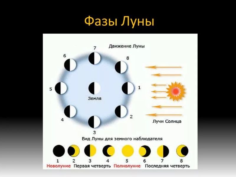 Коли садити (сіяти) цибулю Ексібішен на розсаду