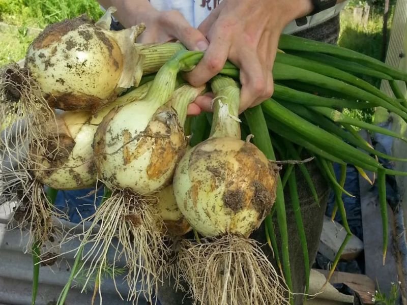 Коли садити (сіяти) цибулю Ексібішен на розсаду